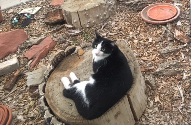 cat.jpg