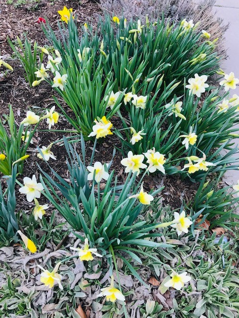Daffodils 2020.jpg